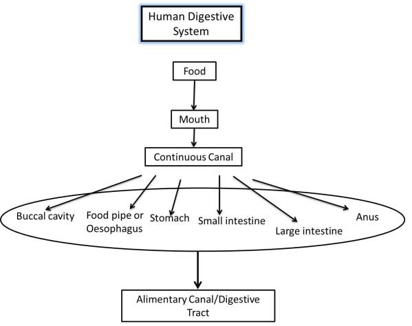 Flow Diagram of Human Digestive System of NCERT Chapter Nutrition in Animals