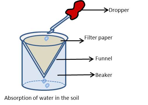 Absorption of Water in the Soil from NCERT Chapter Soil 