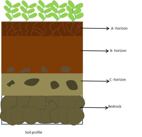 Soil profile from NCERT Chapter Soil
