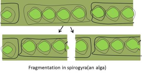 schoolhelpbygunjan.wordpress.com | Reproduction in plants,diagram | Fragmentation in spirogyra(an alga) | NCERT | Class 7