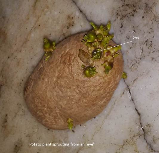 Potato plant sprouting from an 'eye` 