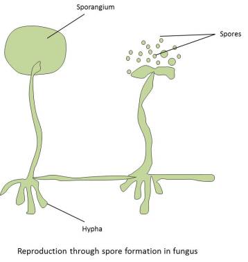 Reproduction through spore formation in fungus 