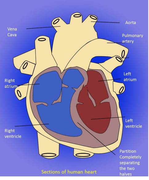 Sections of Human Heart from NCERT Chapter Transportation in Animals and Plants