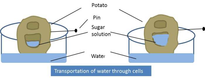 Experiment of Transportation of Water through Cells from NCERT Chapter Transportation in Animals and Plants