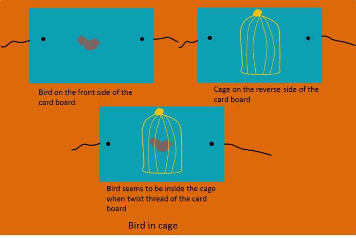 Bird in Cage: An Experiment