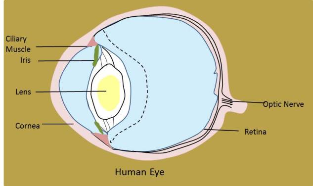 Human Eye of NCERT Chapter Light