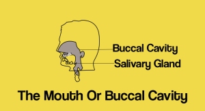 The Mouth Cavity Or Buccal Cavity, Nutrition In Animals, Science
